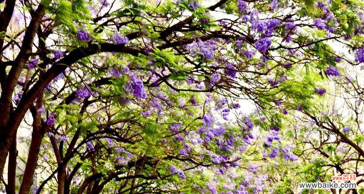 解读蓝楹树花语 蓝楹树花语的意义与传承