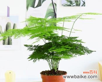 探寻文竹的花语及故事 文竹