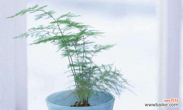 探寻文竹的花语及故事 文竹