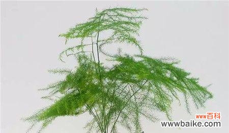 探寻文竹的花语及故事 文竹