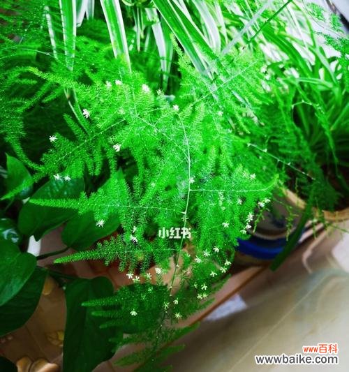 探索生命的无限可能性 以文竹开花寓意——力求超越的象征