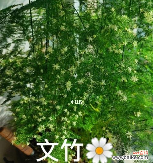 探索生命的无限可能性 以文竹开花寓意——力求超越的象征