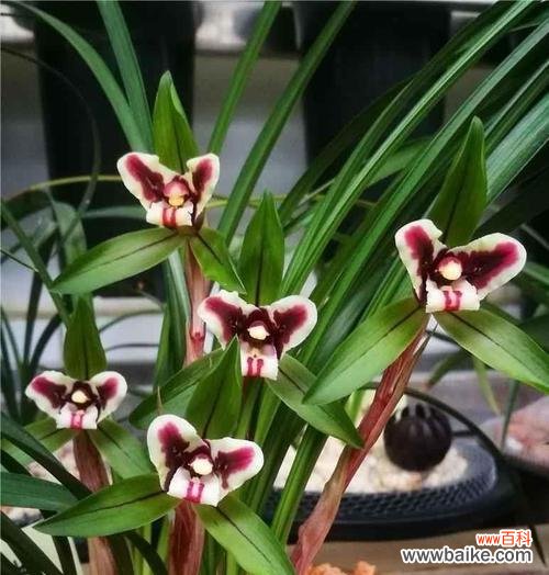 探索兰花的花语之美 兰花花语