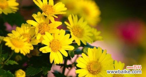 探索皱菊花的深层含义与象征 皱菊花的花语和寓意