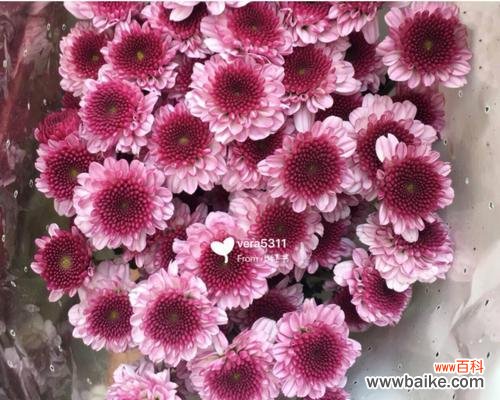 深入了解各色雏菊的花语 雏菊花语的美丽与意义