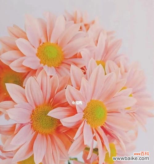 深入了解各色雏菊的花语 雏菊花语的美丽与意义