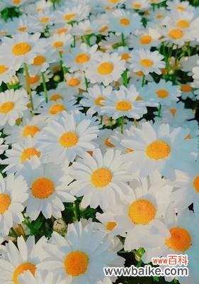 深入了解各色雏菊的花语 雏菊花语的美丽与意义