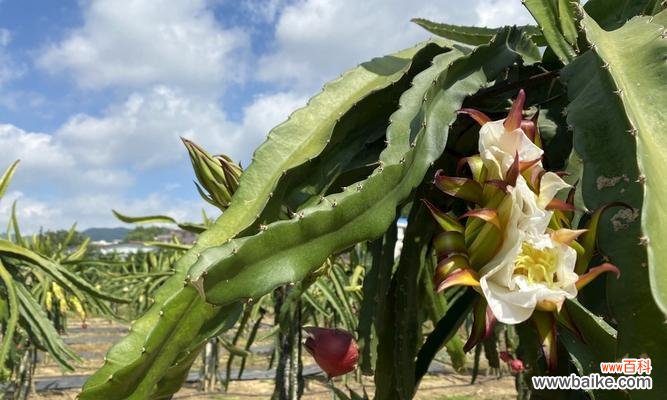 揭示火龙果花的神秘符号与传说 火龙果花的象征与寓意