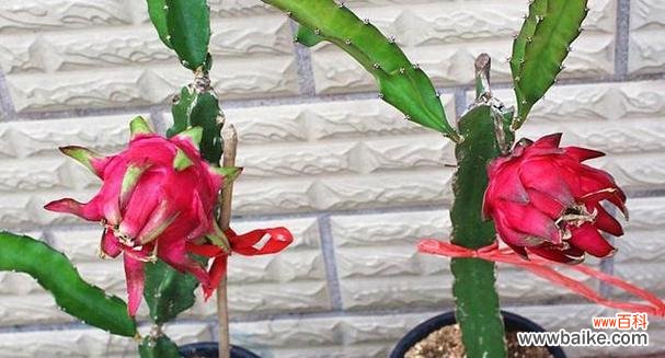 揭示火龙果花的神秘符号与传说 火龙果花的象征与寓意