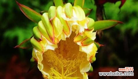 揭示火龙果花的神秘符号与传说 火龙果花的象征与寓意