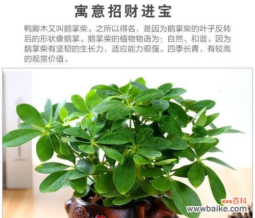 招财植物的品种和寓意 寓意招财的植物——带来财富和好运的生机