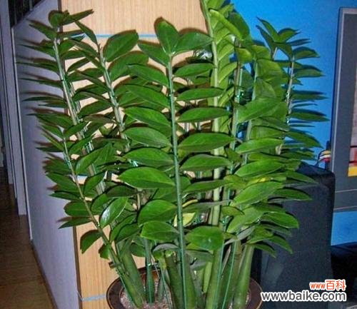 招财植物的品种和寓意 寓意招财的植物——带来财富和好运的生机