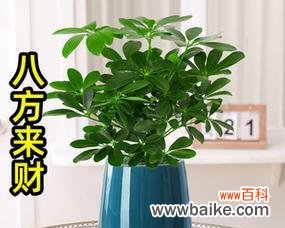 招财植物的品种和寓意 寓意招财的植物——带来财富和好运的生机