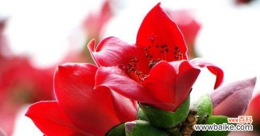 探索木棉花的象征意义及文化价值 木棉花的寓意象征是什么