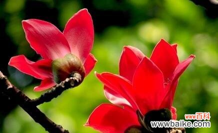 探索木棉花的象征意义及文化价值 木棉花的寓意象征是什么