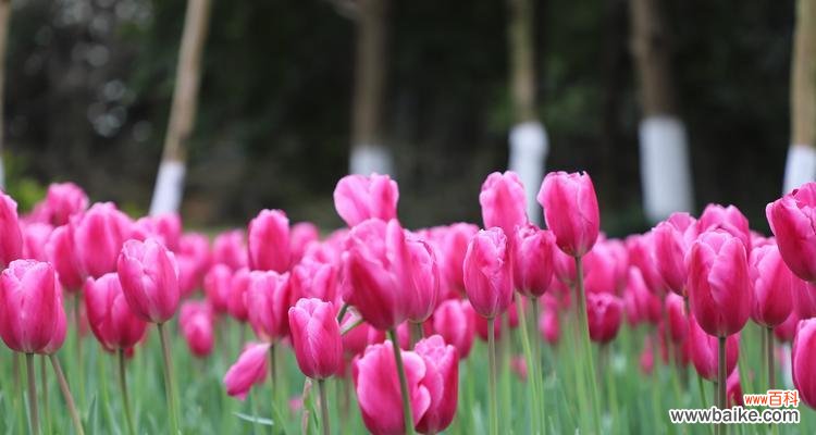 探寻粉色郁金香花语的深层含义与象征 粉色郁金香花语