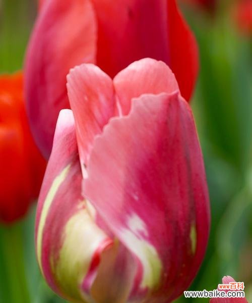 探寻粉色郁金香花语的深层含义与象征 粉色郁金香花语