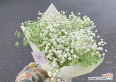 星光闪耀 满天星的象征意义及传说故事