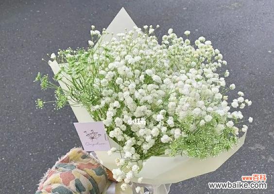 星光闪耀 满天星的象征意义及传说故事