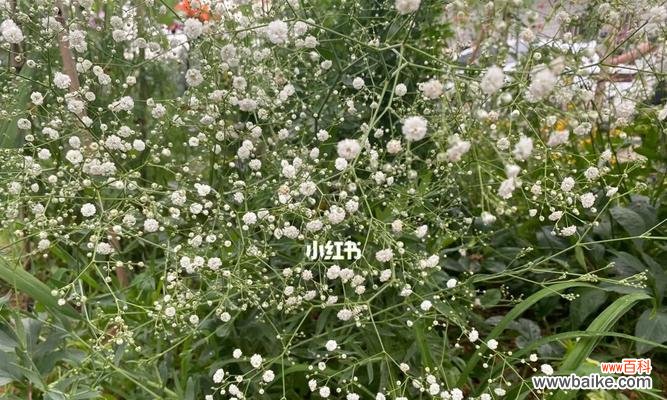 星光闪耀 满天星的象征意义及传说故事