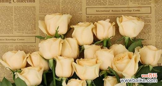 美丽绽放 用11朵花语传递情感的艺术