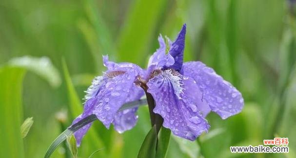 揭秘鸢尾花背后的寓意和象征 以鸢尾花的寓意,送给这样的人