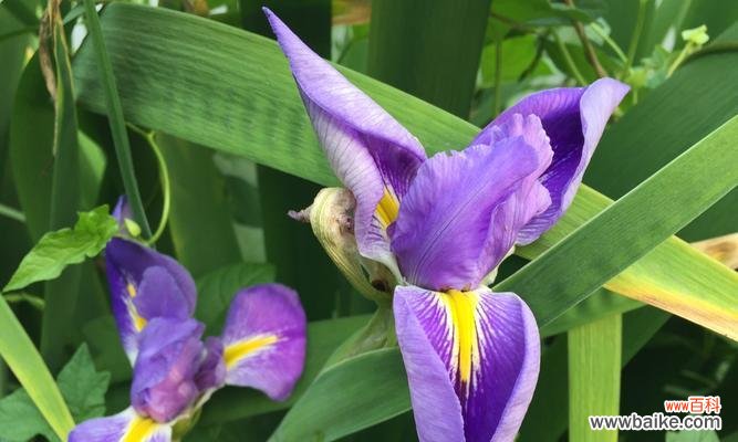 揭秘鸢尾花背后的寓意和象征 以鸢尾花的寓意,送给这样的人