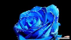 解读52朵蓝色妖姬花所代表的心情与寓意 蓝色妖姬花语