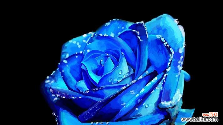 解读52朵蓝色妖姬花所代表的心情与寓意 蓝色妖姬花语