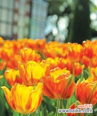 一朵黄色郁金香的寓意及其传递的情感和价值观 黄色郁金香花语与寓意-揭示温暖与活力的象征