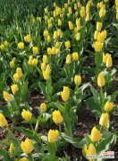 一朵黄色郁金香的寓意及其传递的情感和价值观 黄色郁金香花语与寓意-揭示温暖与活力的象征