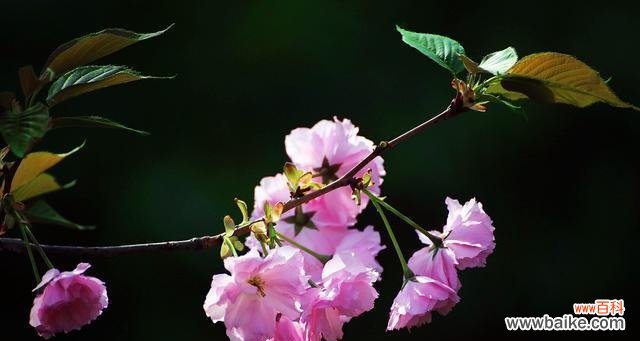探寻樱花背后的深层寓意 樱花花语的含义与魅力