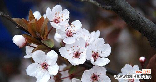 探寻樱花背后的深层寓意 樱花花语的含义与魅力