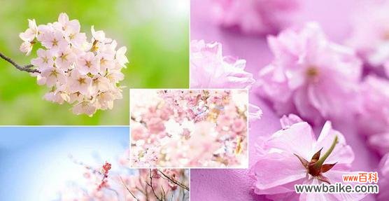 探寻樱花背后的深层寓意 樱花花语的含义与魅力