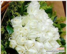 白玫瑰的美丽和内涵 白玫瑰