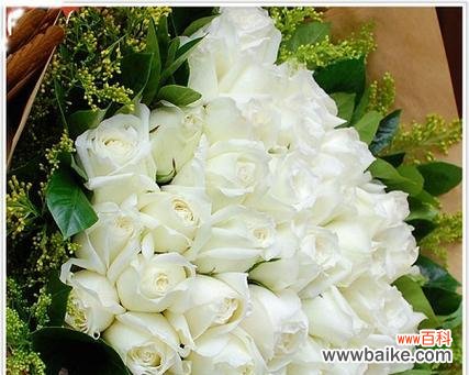 白玫瑰的美丽和内涵 白玫瑰