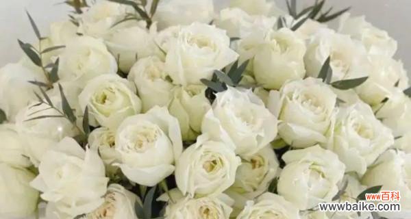 白玫瑰的美丽和内涵 白玫瑰