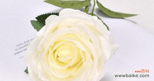 白玫瑰的美丽和内涵 白玫瑰