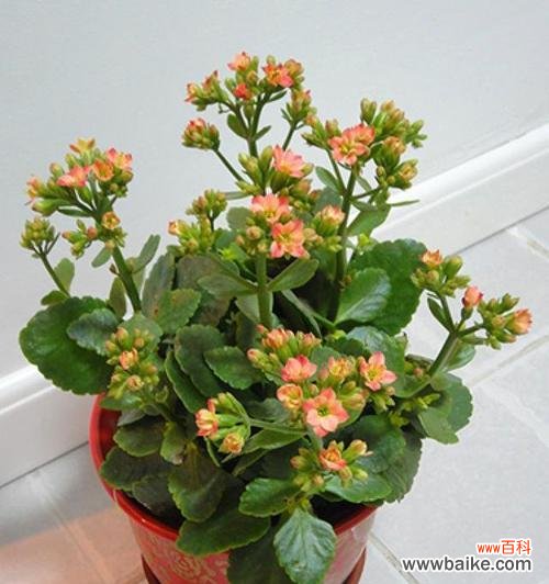 祝愿长寿花 长寿花的花语、功效与价值