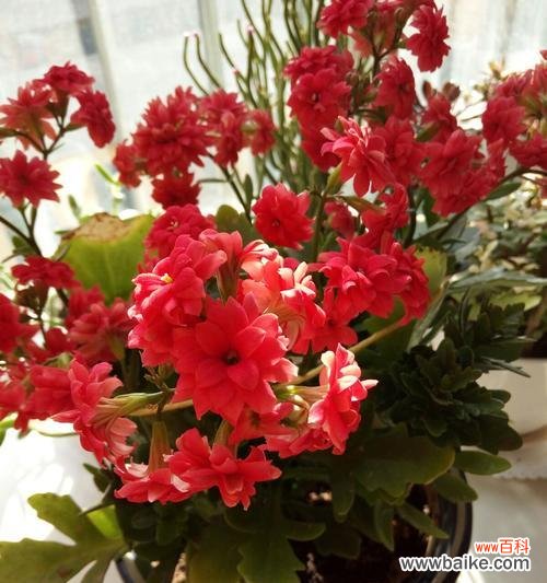 祝愿长寿花 长寿花的花语、功效与价值