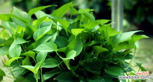 探寻绿萝的象征与寓意 绿萝的花语与意义