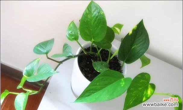 探寻绿萝的象征与寓意 绿萝的花语与意义