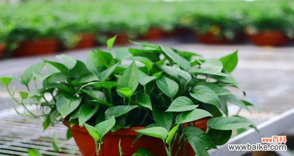 探寻绿萝的象征与寓意 绿萝的花语与意义