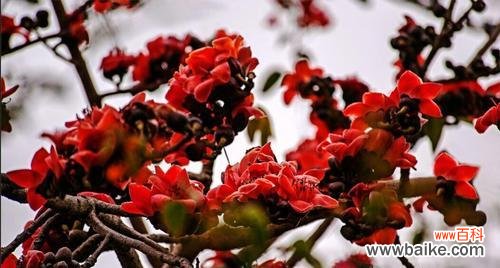 揭开棉花的深层含义 探秘棉花的花语和寓意