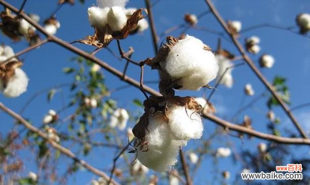 揭开棉花的深层含义 探秘棉花的花语和寓意
