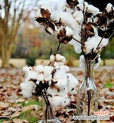 揭开棉花的深层含义 探秘棉花的花语和寓意