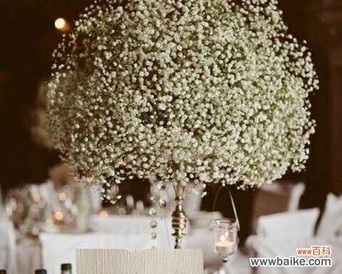 揭秘吉普赛满天星花的神秘花语 吉普赛满天星花语之美丽寓意