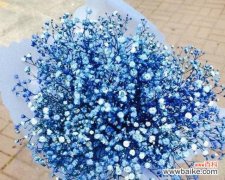 揭秘吉普赛满天星花的神秘花语 吉普赛满天星花语之美丽寓意