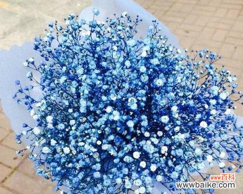 揭秘吉普赛满天星花的神秘花语 吉普赛满天星花语之美丽寓意