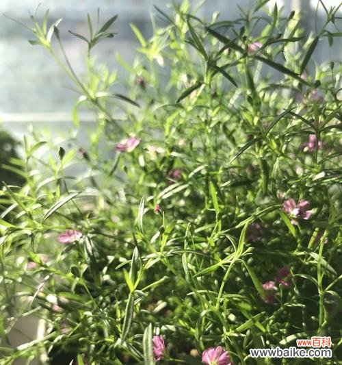 揭秘吉普赛满天星花的神秘花语 吉普赛满天星花语之美丽寓意